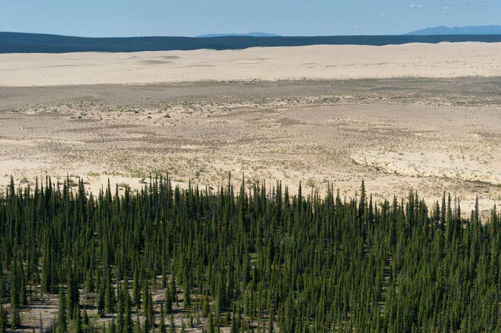 The Great Kobuk Sand Dunes beside the boreal forest, Kobuk Valley
