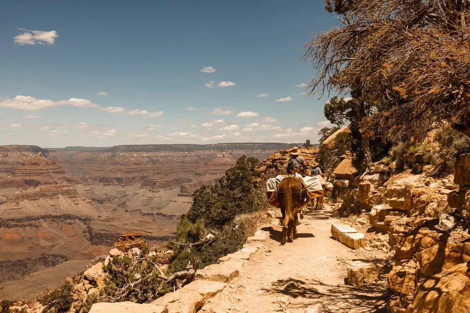A mule train on the South Kaibab Trail with canyon walls below