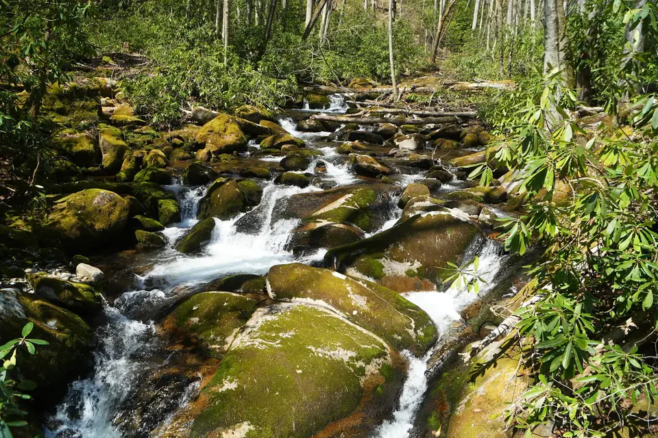 A rocky mountain stream running through green forest