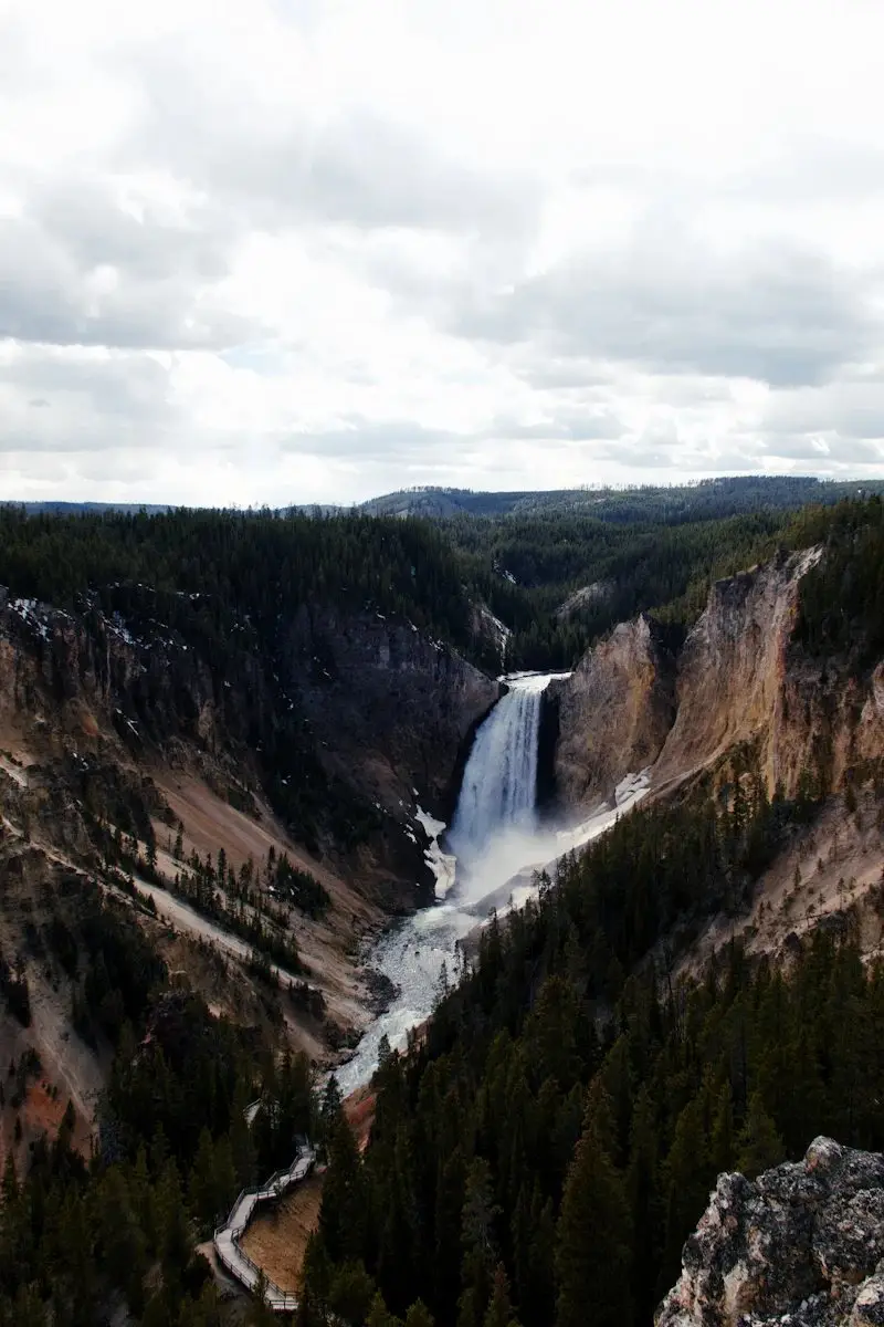 Lower Falls of the Yellowstone River dropping into a forested canyon