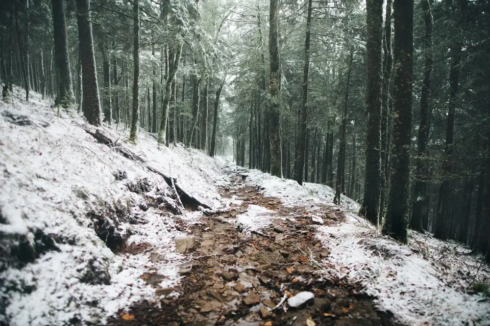 A dirt trail through bare forest dusted with snow