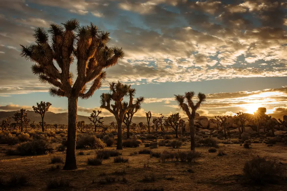 Joshua trees at sunset, Joshua Tree National Park