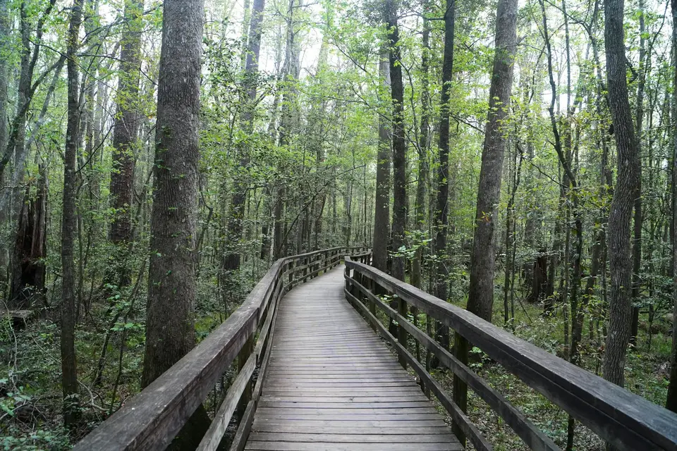 The Boardwalk trail at Congaree National Park