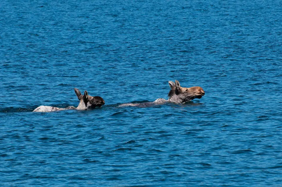 A cow moose swims ahead of her calf in the Rock Harbor channel, Isle Royale