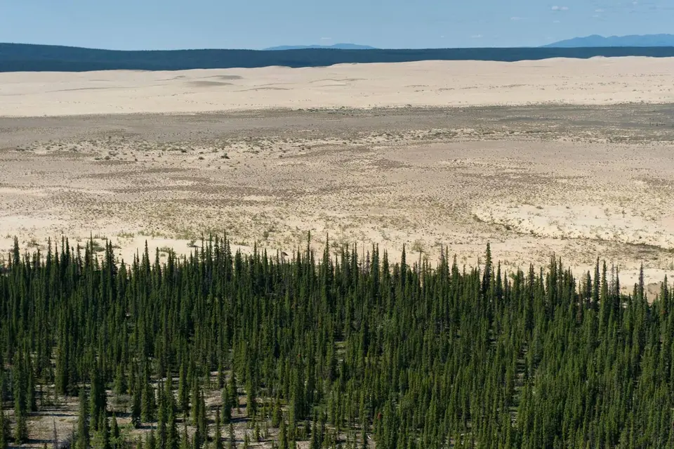 The Great Kobuk Sand Dunes beside the boreal forest, Kobuk Valley