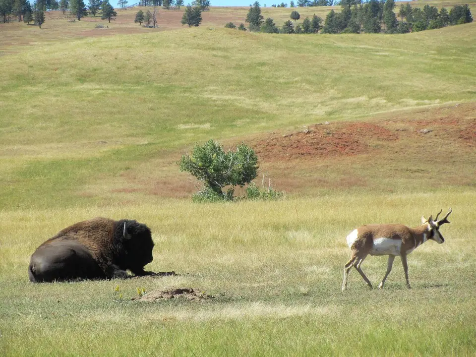 A bison rests in a prairie dog town as a pronghorn walks past, Wind Cave