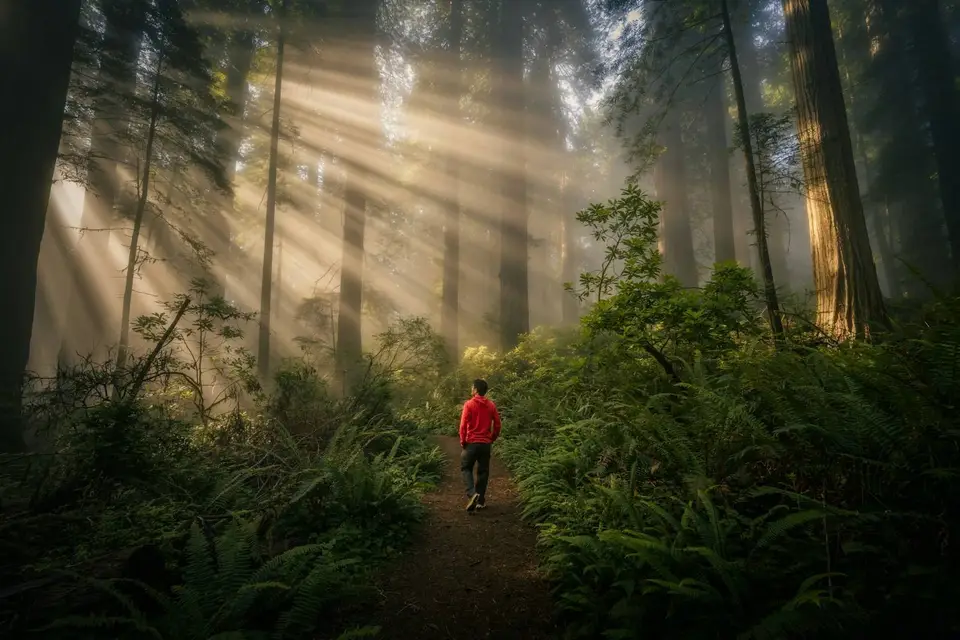 When there is fog Redwoods NP is especially a magical place!